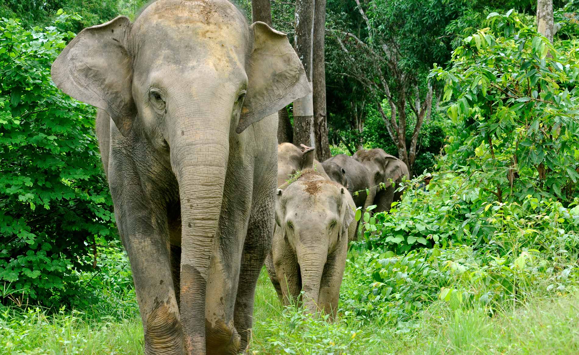 Female elephants are highly social animals who thrive in herds.