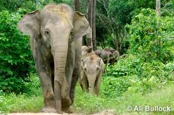 Boon Lott's Elephant Sanctuary