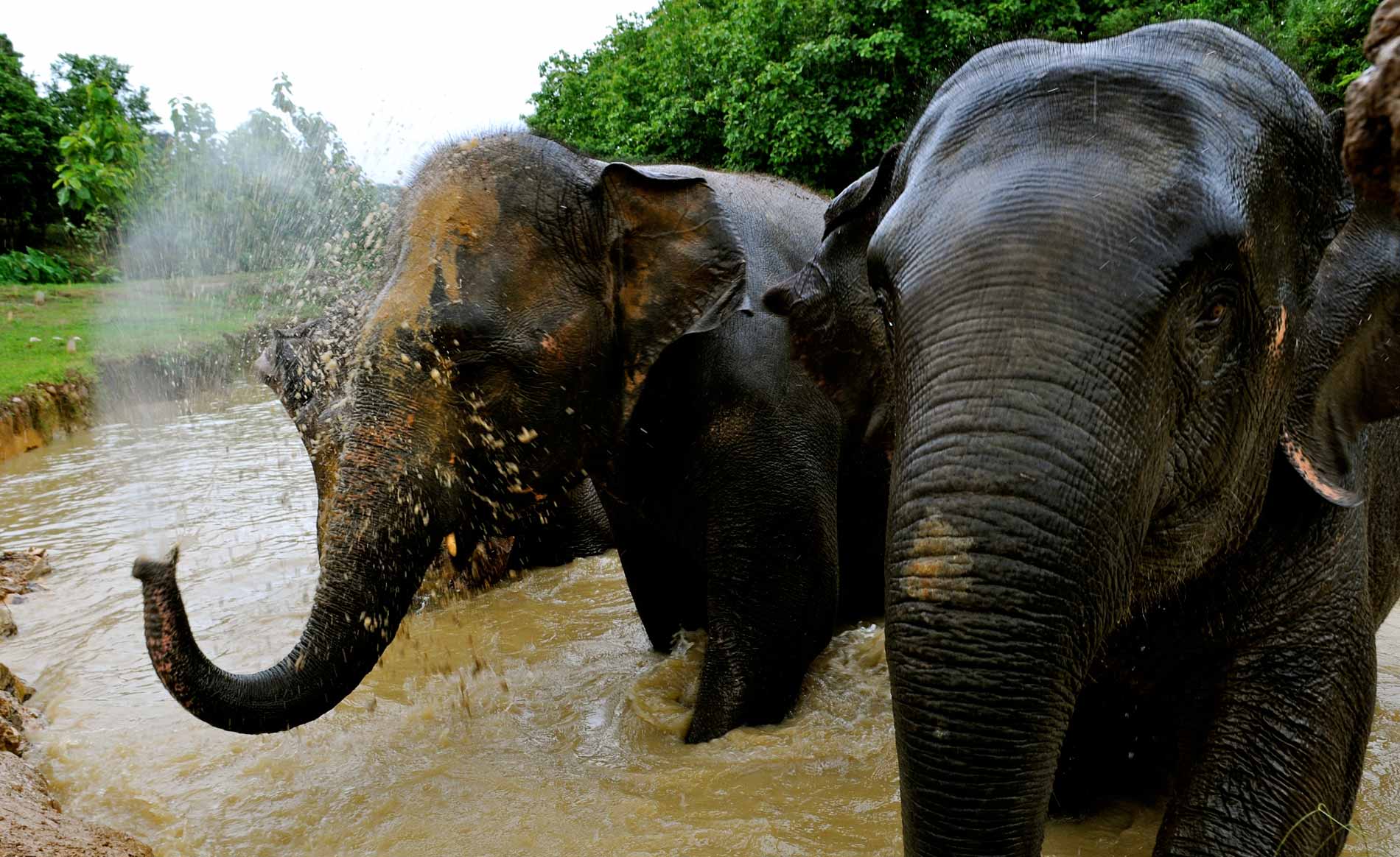 At Boon Lott's Elephant Sanctuary, Mali can enjoy bathing and playing in the water.